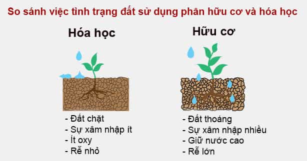 Công Dụng của Phân Hữu Cơ, Phân Humic