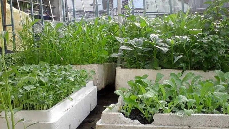 Trồng Rau Trong Thùng Xốp Là Xu Hướng Hầu Hết Của Nhà Phố